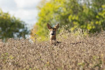 Roe Deer in long grass. Deer habitat. English countryside wildlife view. © Piaffe Photography