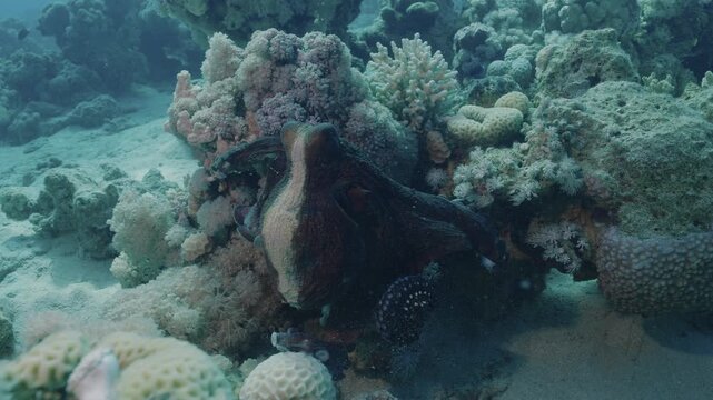 Day octopus (Octopus cyanea) changing color to dark shade while hiding in coral reef slot