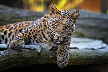 A young leopard lies on a log and rests. © Martin