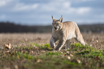 Cute and playful lynx cubs © Martin