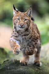 Fototapeta premium Cute and playful lynx cubs