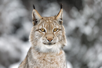 Cute and playful lynx cubs © Martin
