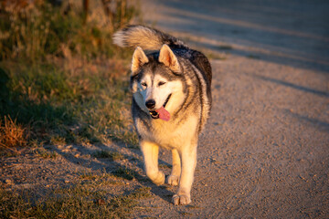 perro © JOSE MARIA BENITEZ