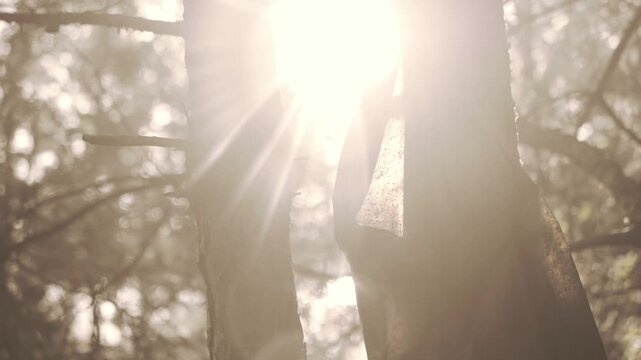 Plastic bag hangs on a pine tree branch in a sunny forest during daytime. Bright sunlight creates lens flare through the trees highlighting environmental litter.