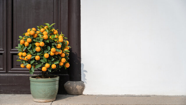 Kumquat tree in a celadon pot beside a dark wooden door