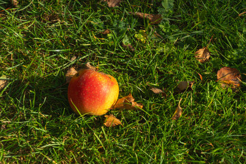 Red and yellow ripe apple fallen on green grass with dry autumn leaves in natural sunlight. Autumn harvest and seasonal garden concept with copy space. © Nataliia