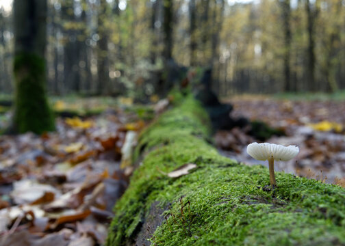 Mushrooms growing on a mossy fallen tree trunk in the autumn forest.