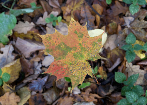 Autumn in the forest, colour leaves as background. Nature Background.