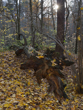 Autumn Day in Shady Forest, colour leaves as background.