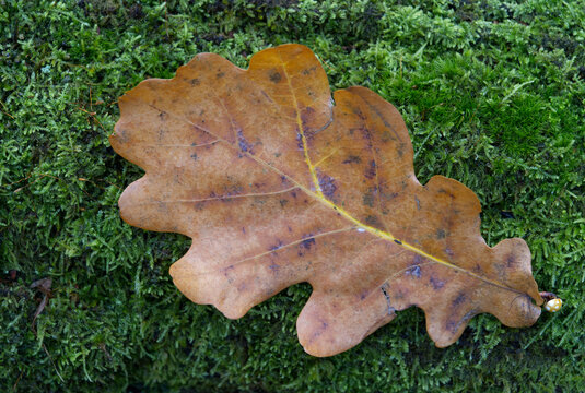 Fallen autumn leaves on mossy tree trunk in the autumn forest.