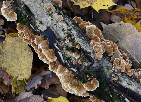 Mushrooms growing on a tree trunk in the autumn forest.
