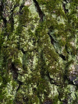 Texture of tree bark covered in green moss in an autumn forest.