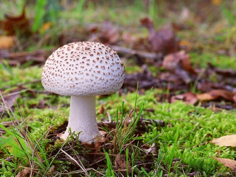 A beautiful white, bulbous mushroom (Amanita) with brown spots, shown in close-up amidst moss and leaves on the forest floor.