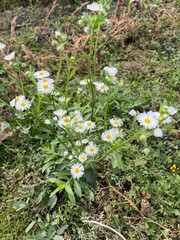 white flowers in the garden © Светлана Плукчи