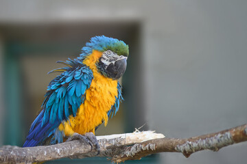 A blue and yellow macaw sits on a branch in a bird enclosure, with a gray wall behind it during the day © Garik