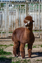 A brown alpaca stands on dirt and grass inside a fenced farm enclosure during daylight © Garik
