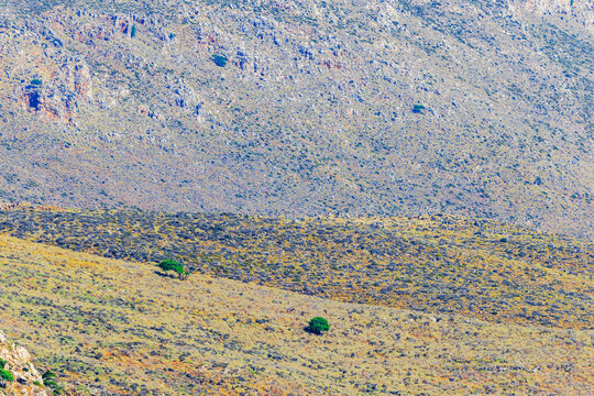 Beautiful view of rugged mountain slopes with scattered trees and dry scrub vegetation. Crete. Greece.
