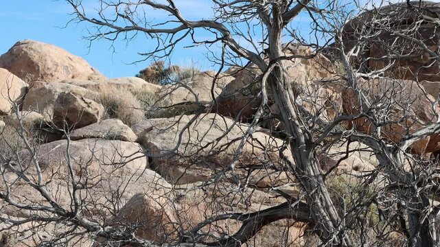 California Juniper, Juniperus Californica a graceful native dioecious shrub with dead snag stature which provides habitat for numerous organisms during Winter in the Little San Bernardino Mountains.
