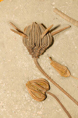 Fossil Crinoids, 350 million years old from the early Carboniferous  Period © Tsado