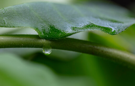 Feuille verte et sa goutte d'eau 