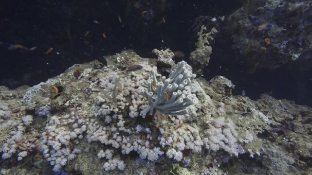Tube sponge and orange anthias on a Red Sea coral reef