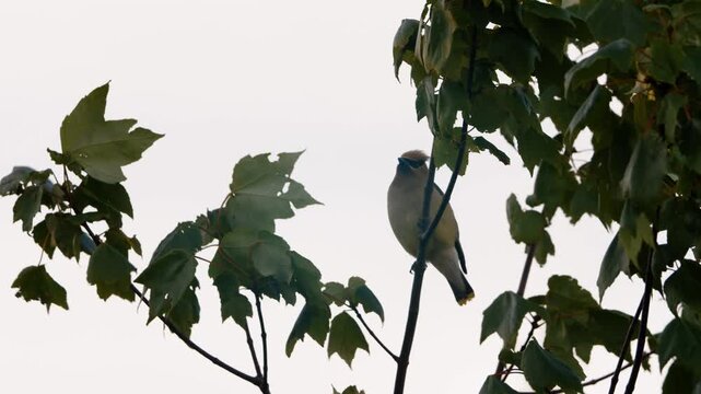 A bright blue jay sits quietly among the maple leaves, perched beneath the soft, pale sky of Nova Scotia