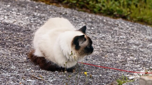 A curious Siamese cat pauses beside a red leash on a gravel path in Nova Scotia, Canada, taking a moment to look around its quiet surroundings