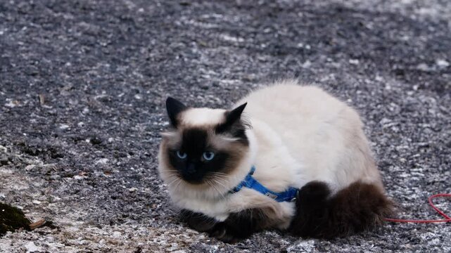 Calm cream-colored cat rests on a rocky path in quiet afternoon light in Canada, Nova Scotia