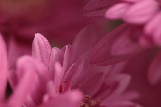Smoke selected soft focus pink Chrysanthemums; aster, gerbera Flower bud.Petals Natural art fog blur background