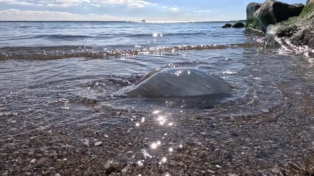 A large barrel jellyfish (Rhizostoma pulmo), commonly known as the barrel jellyfish or dustbin lid jellyfish, washed ashore by waves on the sandy coast of the Black Sea