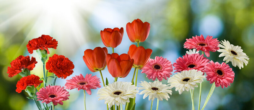 Tulips, carnations, and gerbera daisies bloom together in a garden during daylight