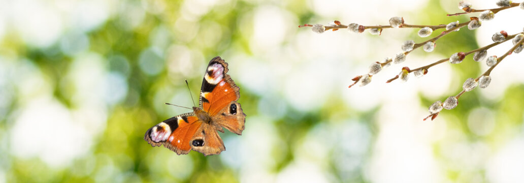 European peacock butterfly resting on a flowering branch in a sunlit garden in spring