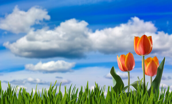 Orange tulips rise above green grass beneath clouds in a spring field