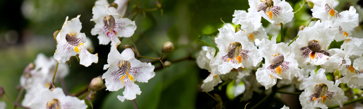 White orchid flowers bloom on branches in a garden during the spring season