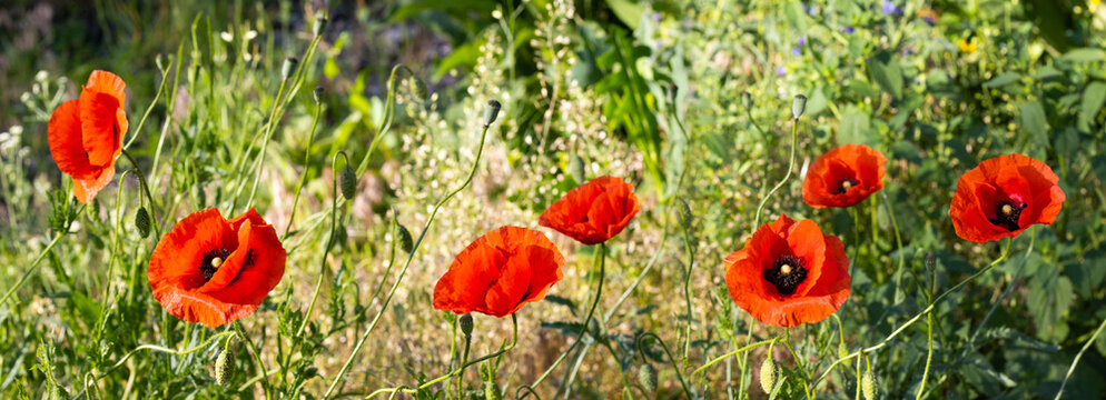 Red poppy flowers grow among green grass and wild plants in a sunlit field