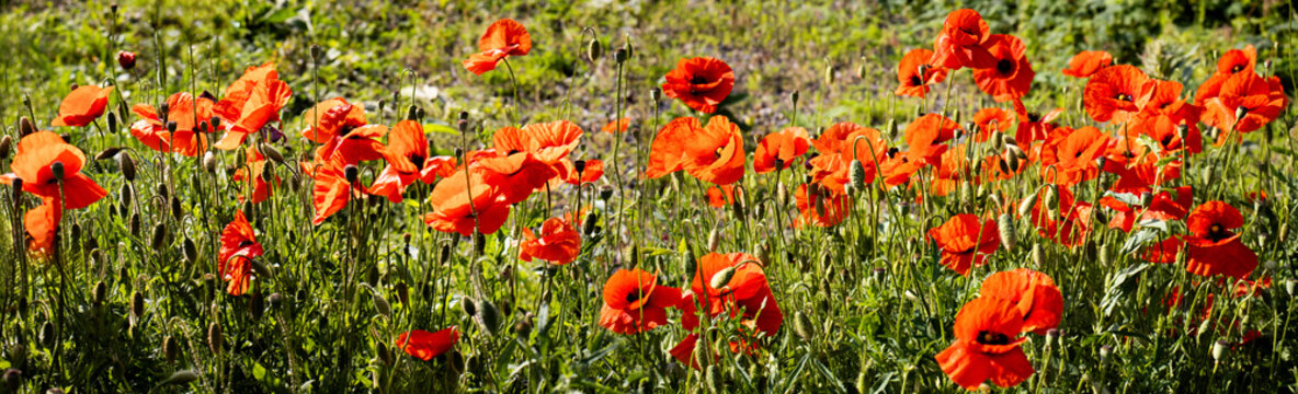 Red poppies and green stems growing across a field in daylight