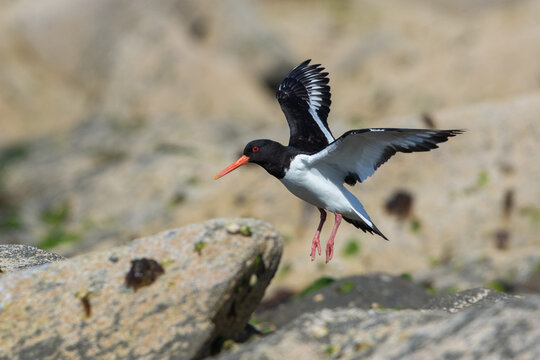 Eurasian oystercatcher, Haematopus ostralegus, also known as the common pied oystercatcher. Shetland, Scotland
