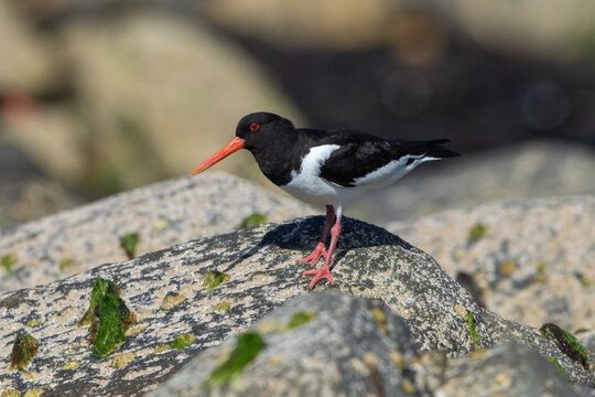 Eurasian oystercatcher, Haematopus ostralegus, also known as the common pied oystercatcher. Shetland, Scotland
