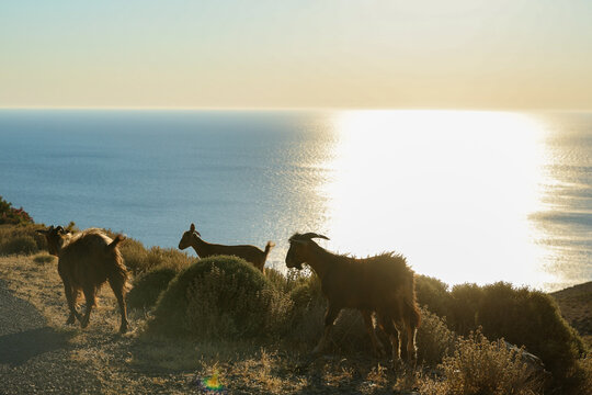 Wild goats high up on the island of Crete in Greece. The Aegean sea can be seen in the background view below.