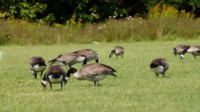 A flock of Canada geese graze peacefully in a sunny field in Nova Scotia, feeding on the grass near the edge of a lush green woodland
