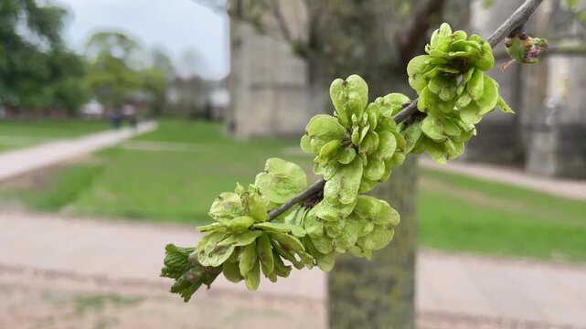 Exeter elm - samaras / fruit / seeds