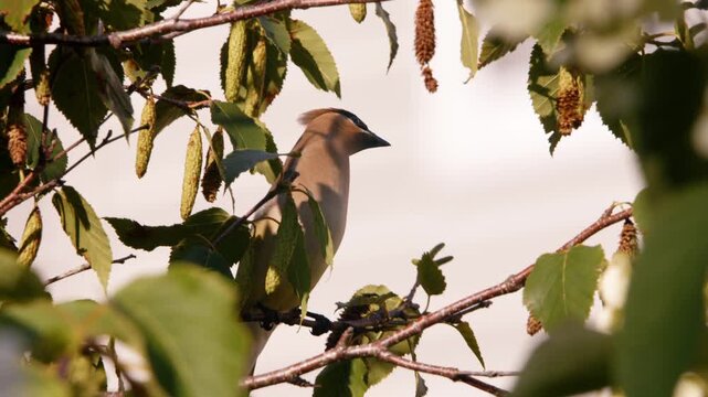 A quiet songbird perches among leafy branches in the soft autumn light of Cadada, Nova Scotia