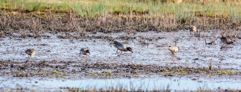 Close up of a group of Teal ducks sifting for food in mudflats in Gloucestershire, UK