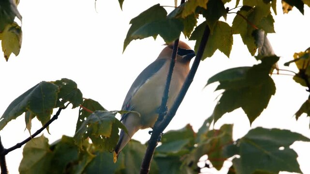 A blue jay is perched among leafy branches, enjoying the warm daylight in Nova Scotia, Canada, surrounded by the beauty of the natural landscape
