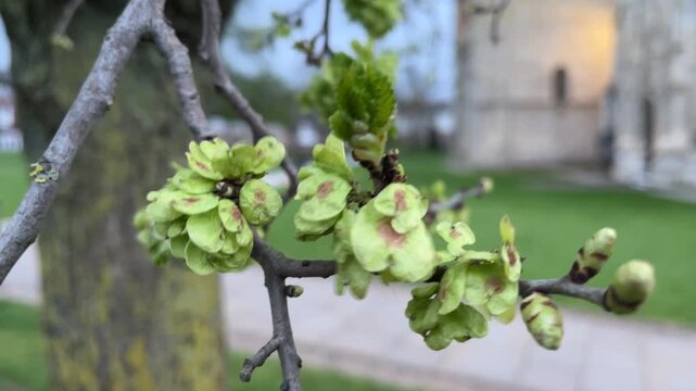 Exeter elm - samaras / fruit / seeds