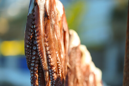 Fresh octopus drying in the Greek sun to prep for a traditional Mediterranean dinner in Greece. The tentacles are being tenderized while hanging outside all day. 