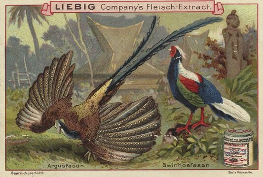 Picture series pheasant birds, argus pheasant and swinhoefasant, picture of love, digitally restored reproduction of a collector's painting from around 1900, exact date unknown