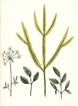 Ammi perenne, Ammi syriacum, Sickle carrot, Falcaria vulgaris, Historical, digitally restored reproduction of a 19th century original