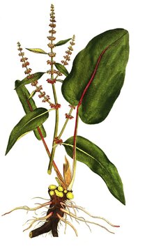 Blunt-leaved dock, Rumex obtusifolius, digitally restored reproduction of an original from the 19th century, exact original date not known