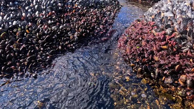 A colony of Mediterranean mussels (Mytilus galloprovincialis, family Mytilidae, class Bivalvia, phylum Mollusca) covers a rocky shore in the intertidal zone of the Black Sea.